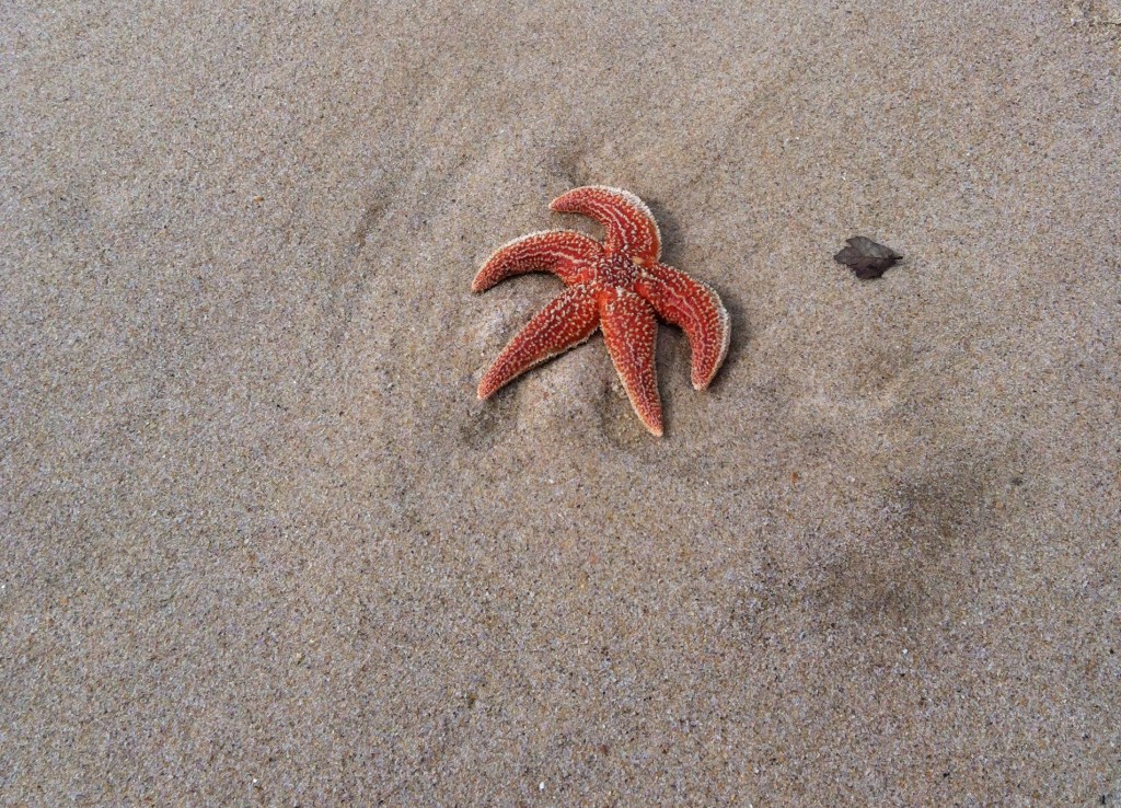 Le bulot mystérieux…&nbsp;(2)