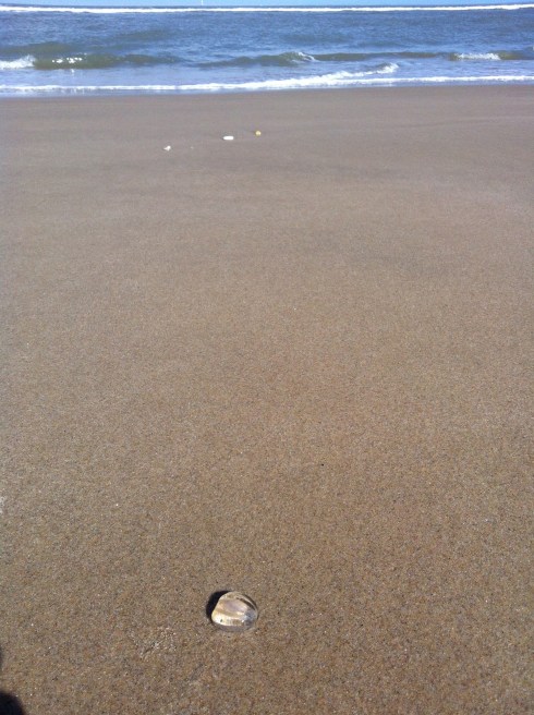 ceci est une bulle de méduse