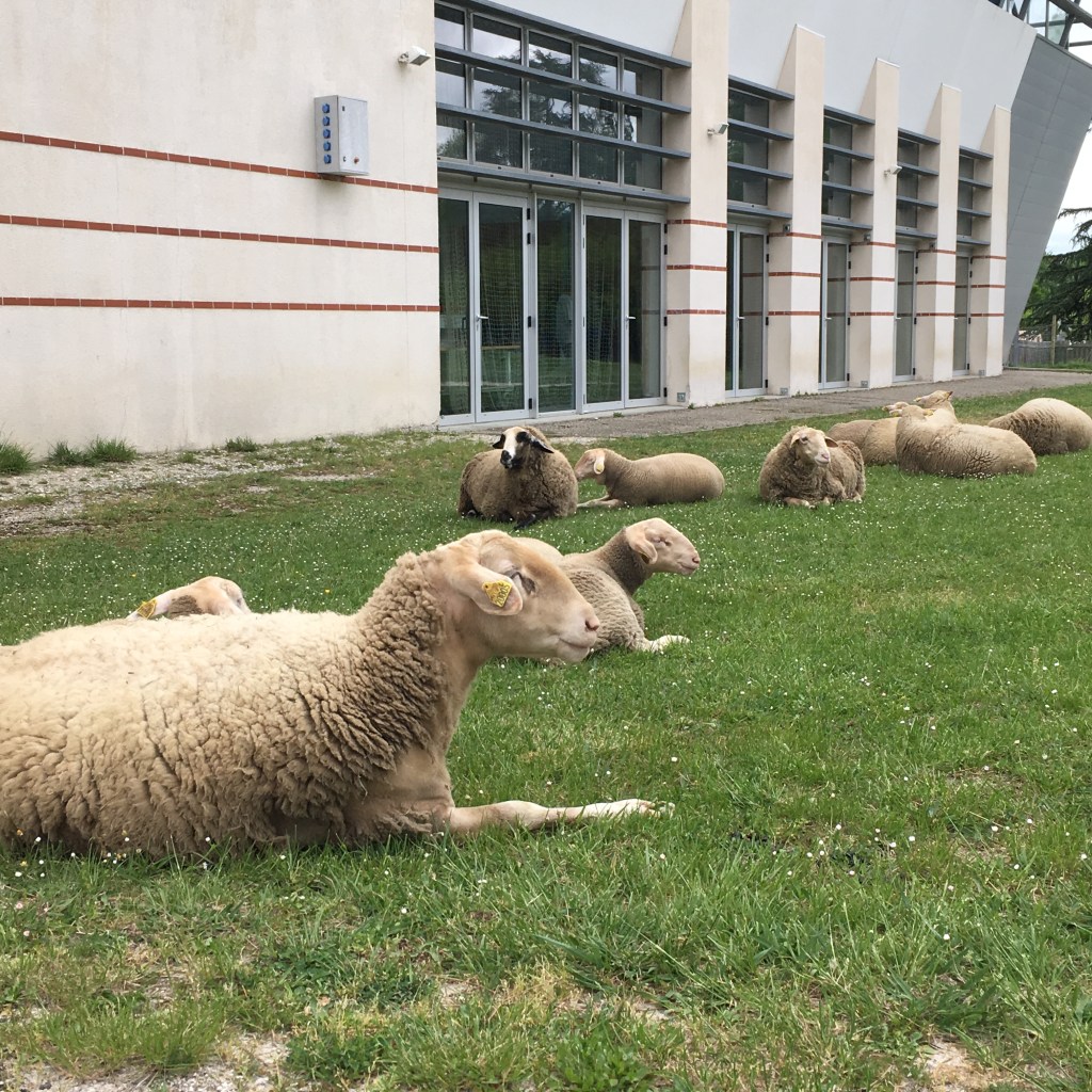 augure or not&nbsp;(26)