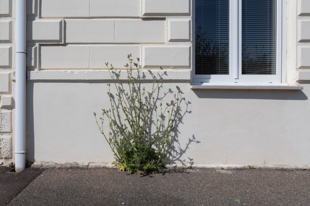 bucolique, tu perds ton sang froid&nbsp;(17)